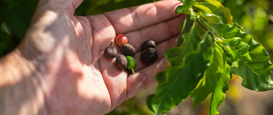 Man holding beans wondering which country has the best coffee